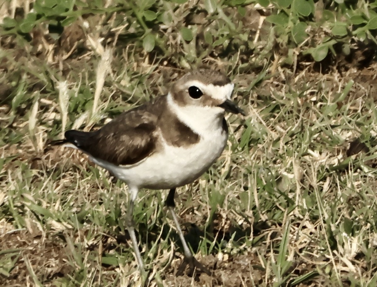 Kentish Plover - ML618773541