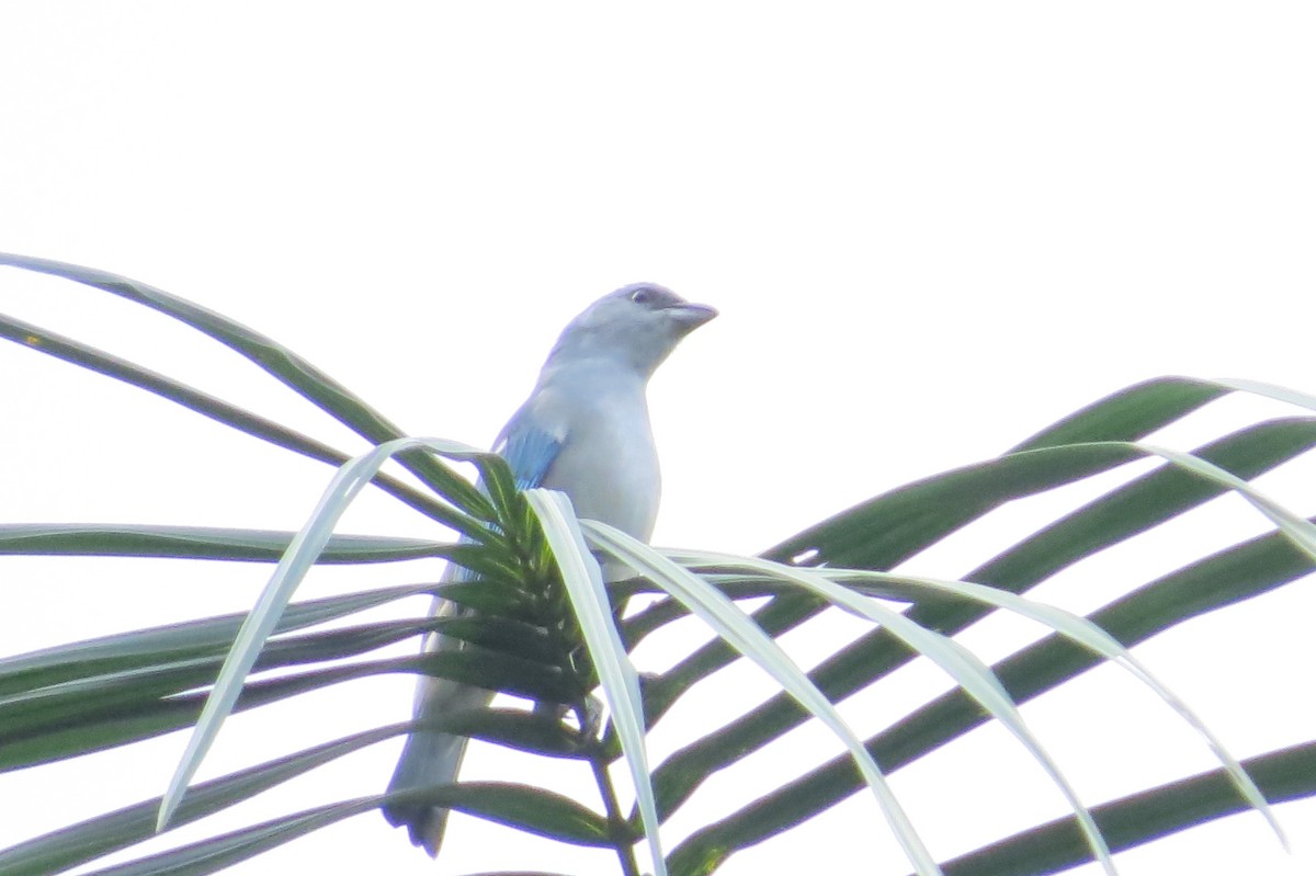 Azure-shouldered Tanager - Jonathan Ehlert