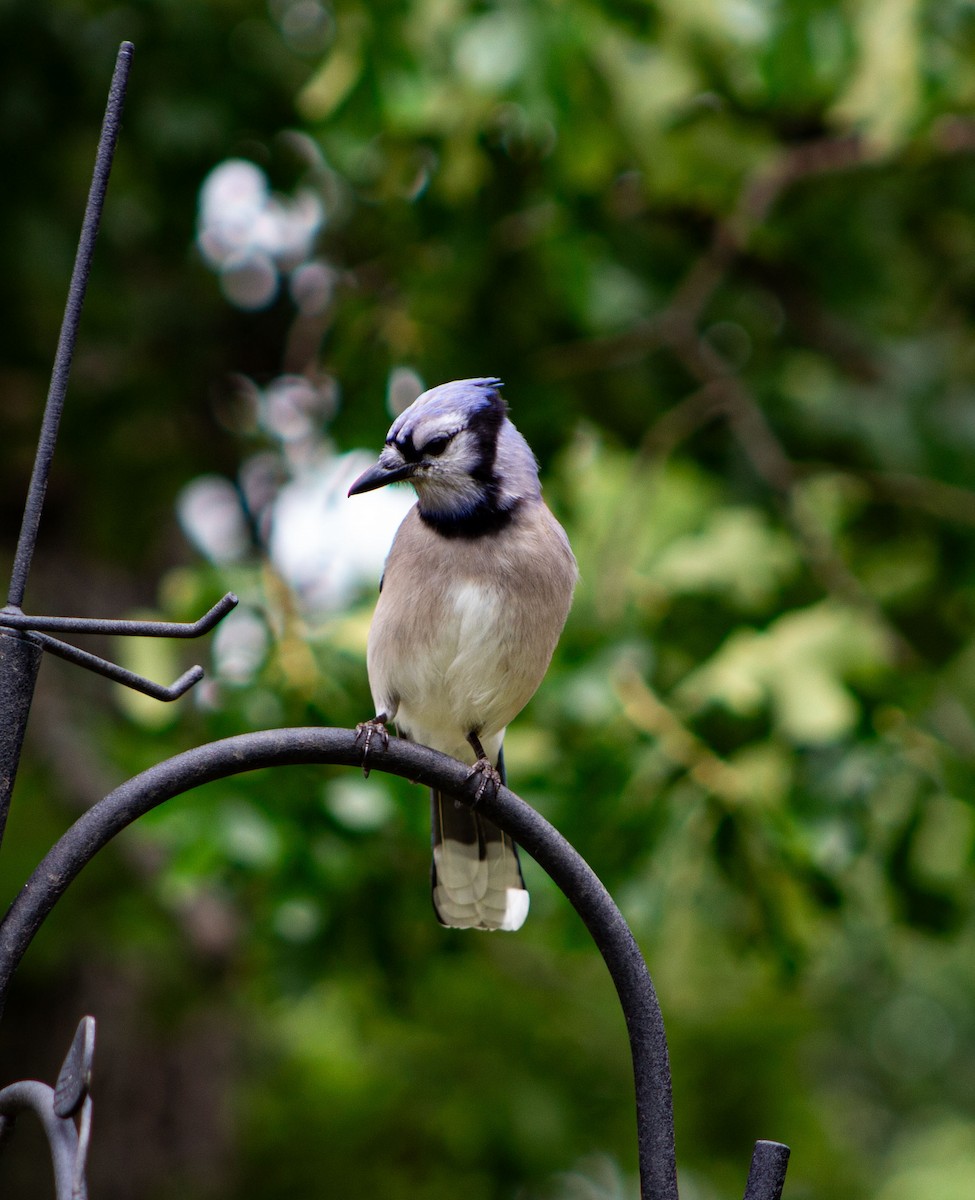 Blue Jay - ML618773567