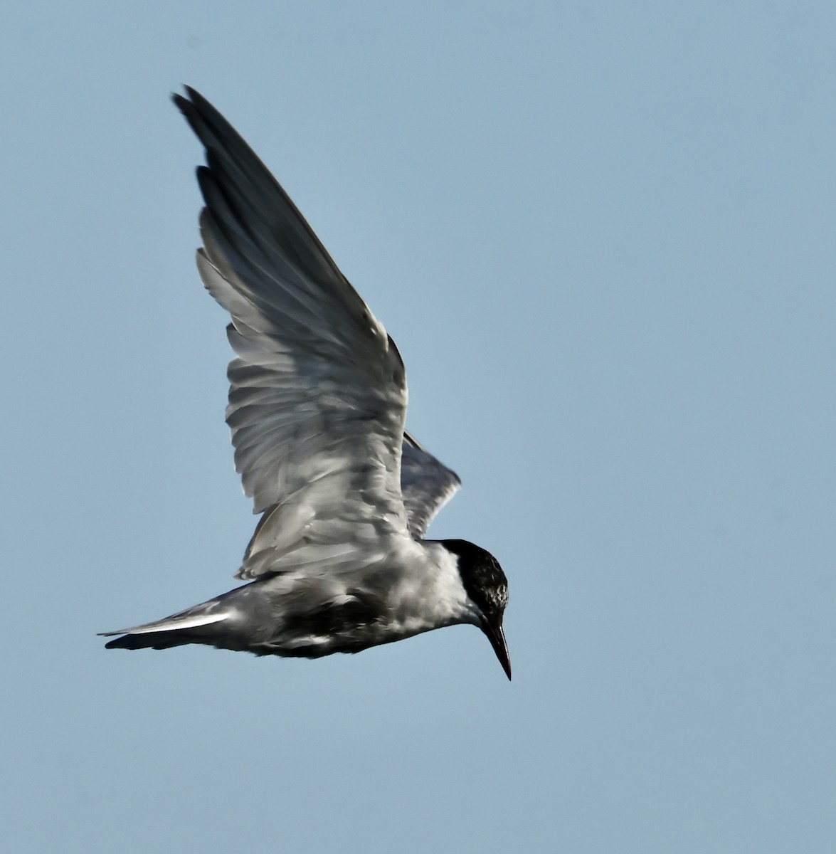 Whiskered Tern - ML618773581