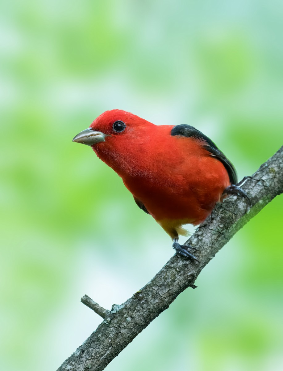 Scarlet Tanager - Pramod Prabhu