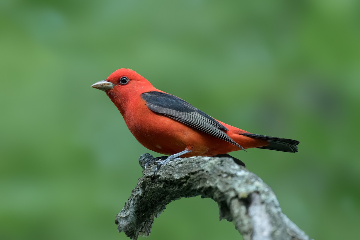 Scarlet Tanager - Pramod Prabhu