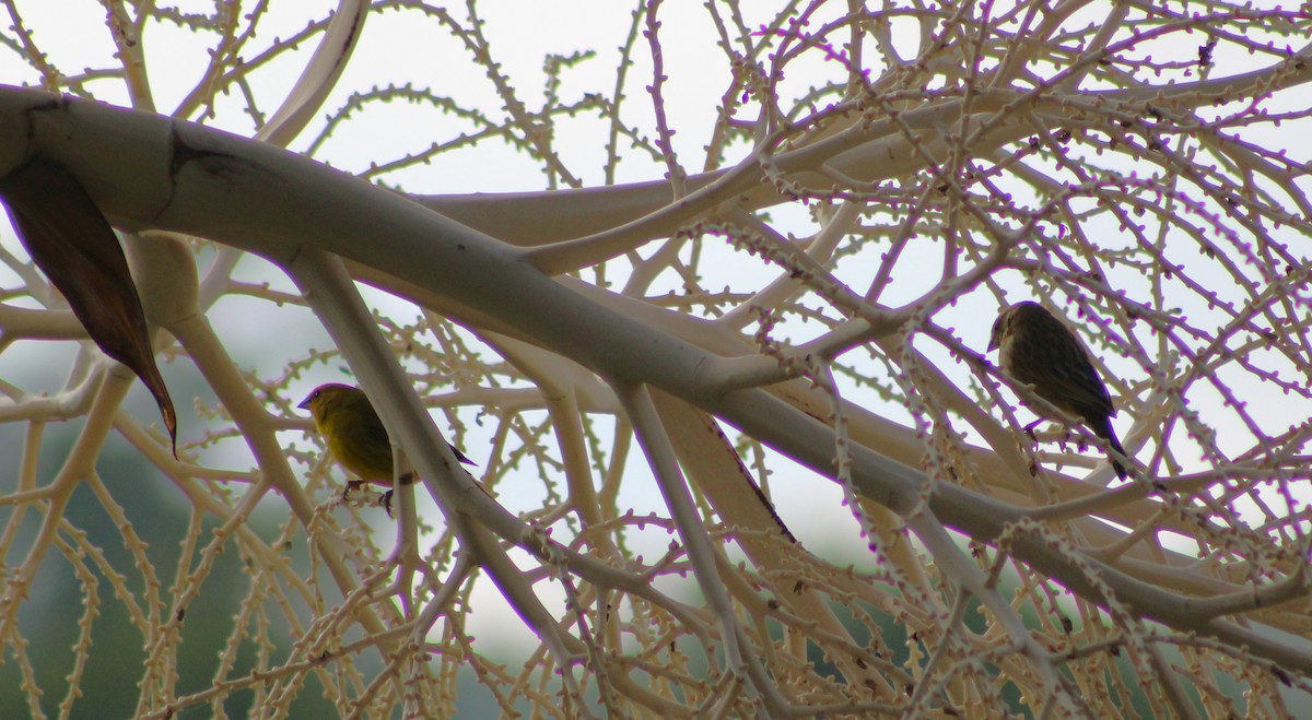 Saffron Finch - Pedro Behne