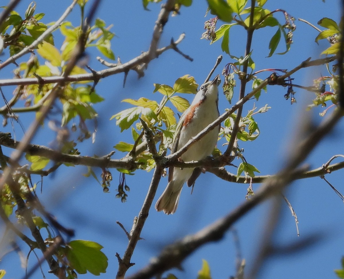 Chestnut-sided Warbler - Chantal Côté