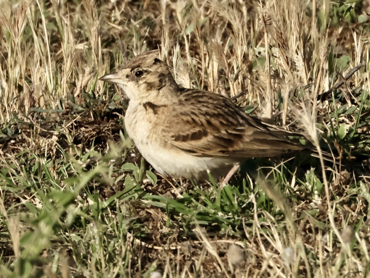 Greater Short-toed Lark - Murat Polat