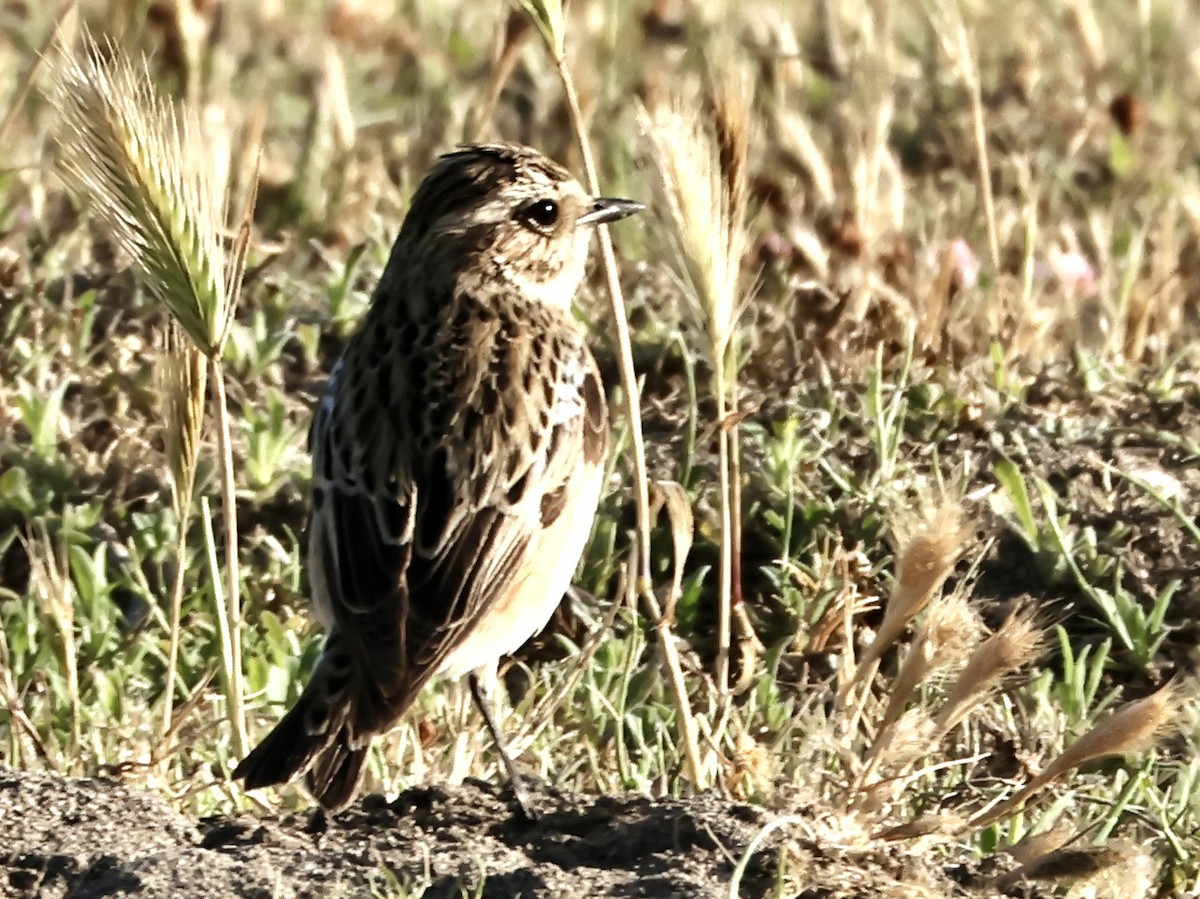 Whinchat - ML618773617