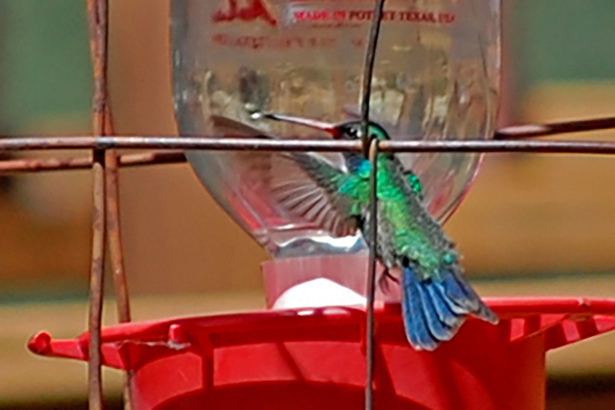 Broad-billed Hummingbird - Robert Walker