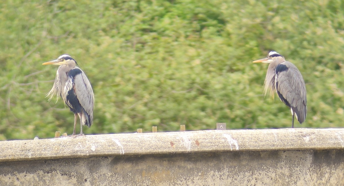 Great Blue Heron (Great Blue) - Frank Lin