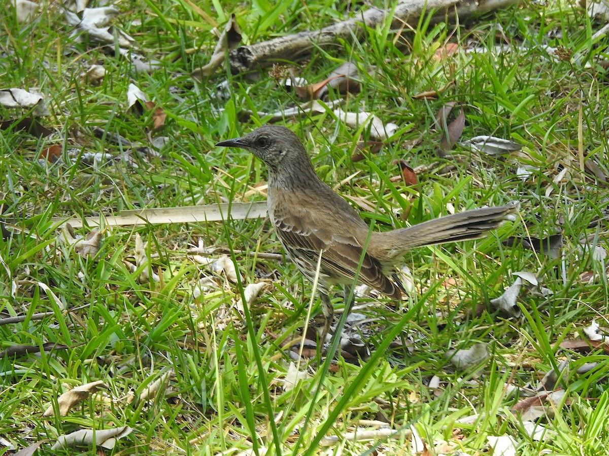 Bahama Mockingbird - ML618773635