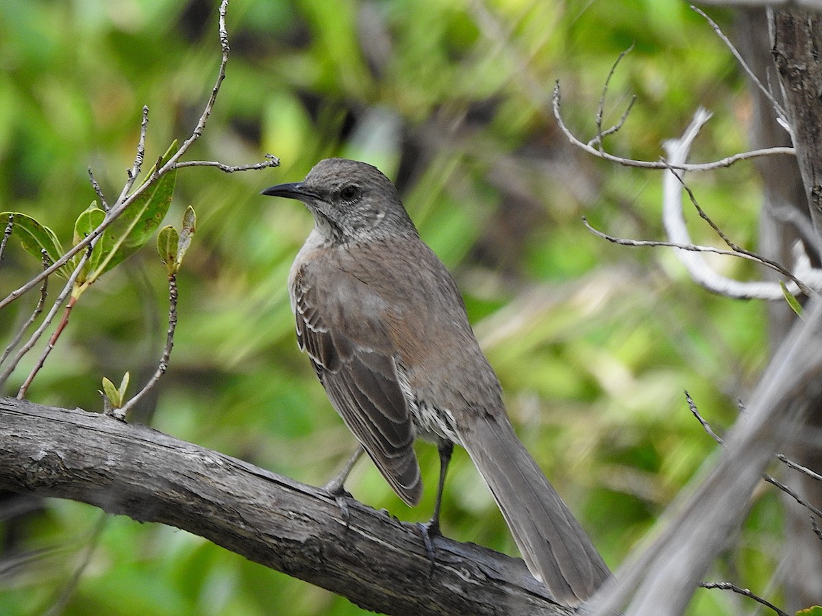 Bahama Mockingbird - ML618773643