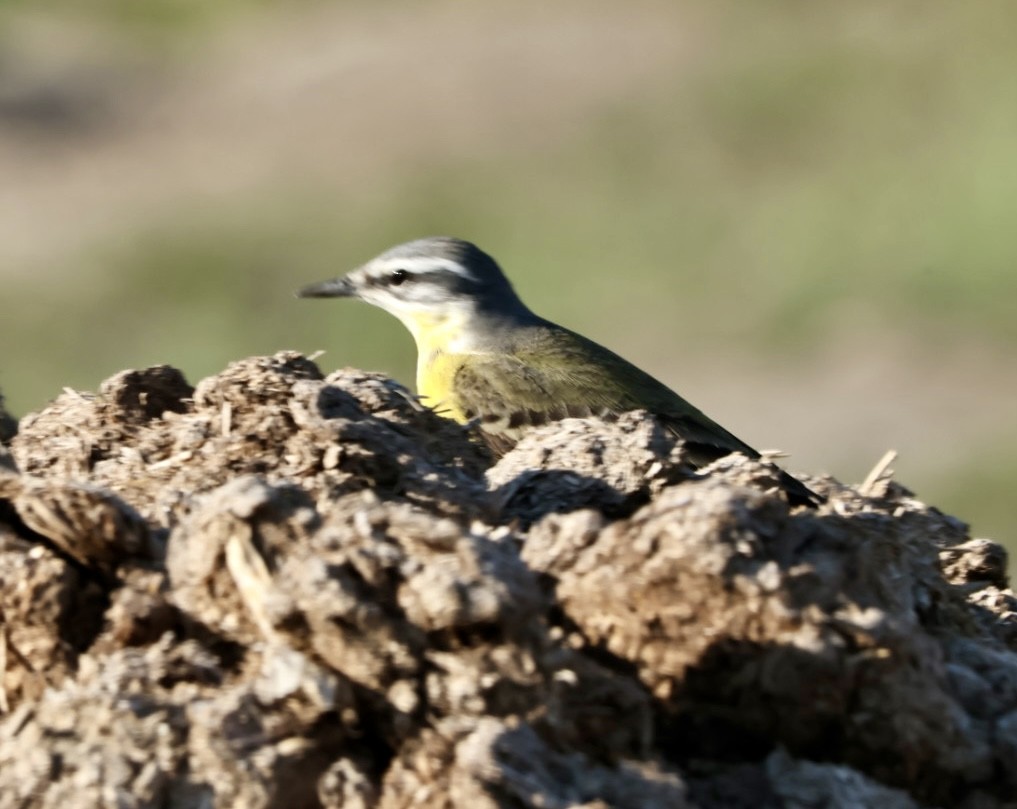 Western Yellow Wagtail - ML618773658