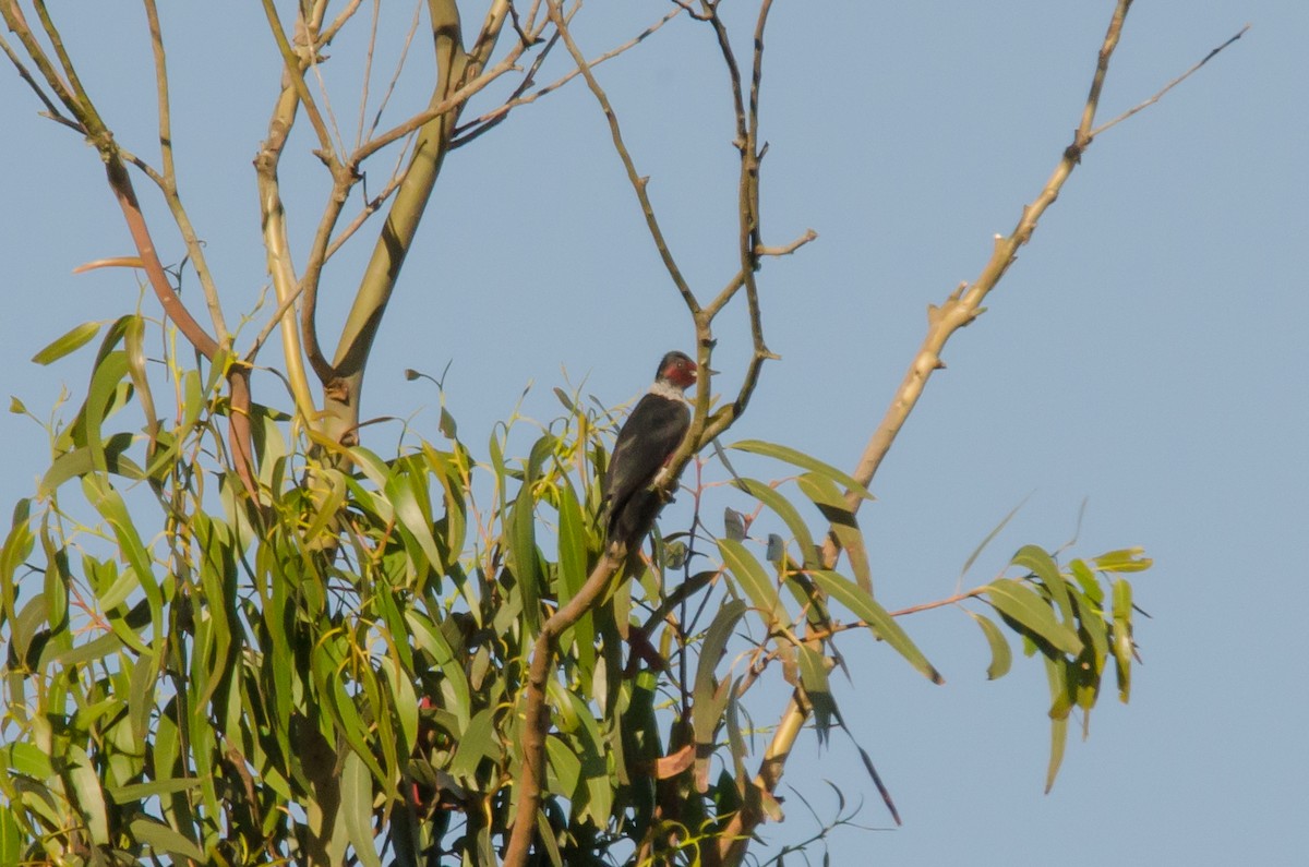 Lewis's Woodpecker - Liam Murphy