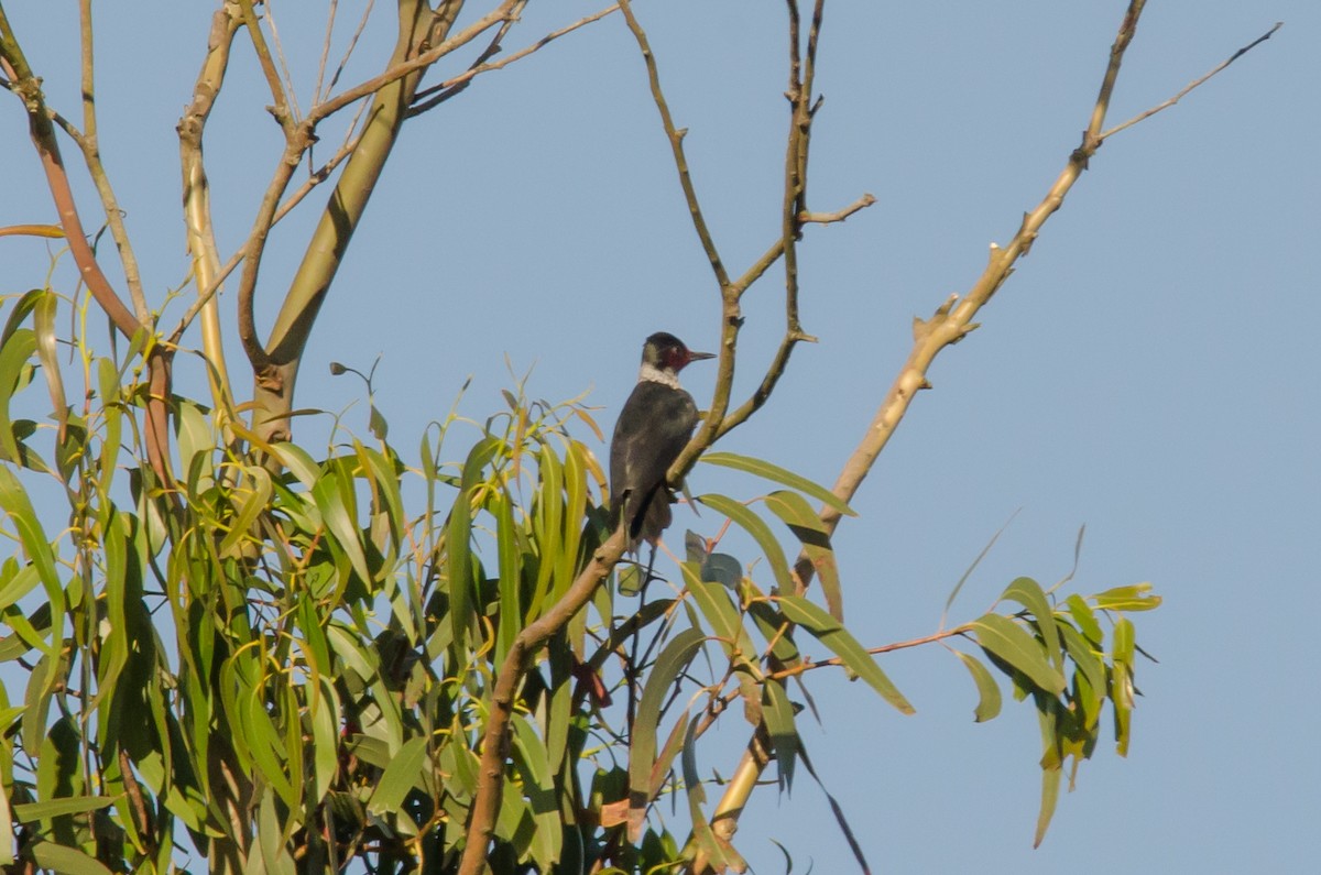 Lewis's Woodpecker - Liam Murphy