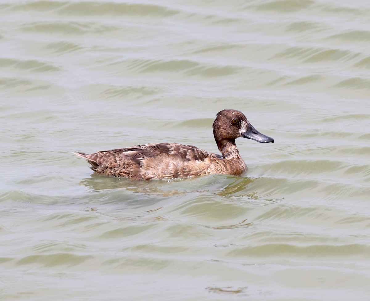 Greater Scaup - ML618773666