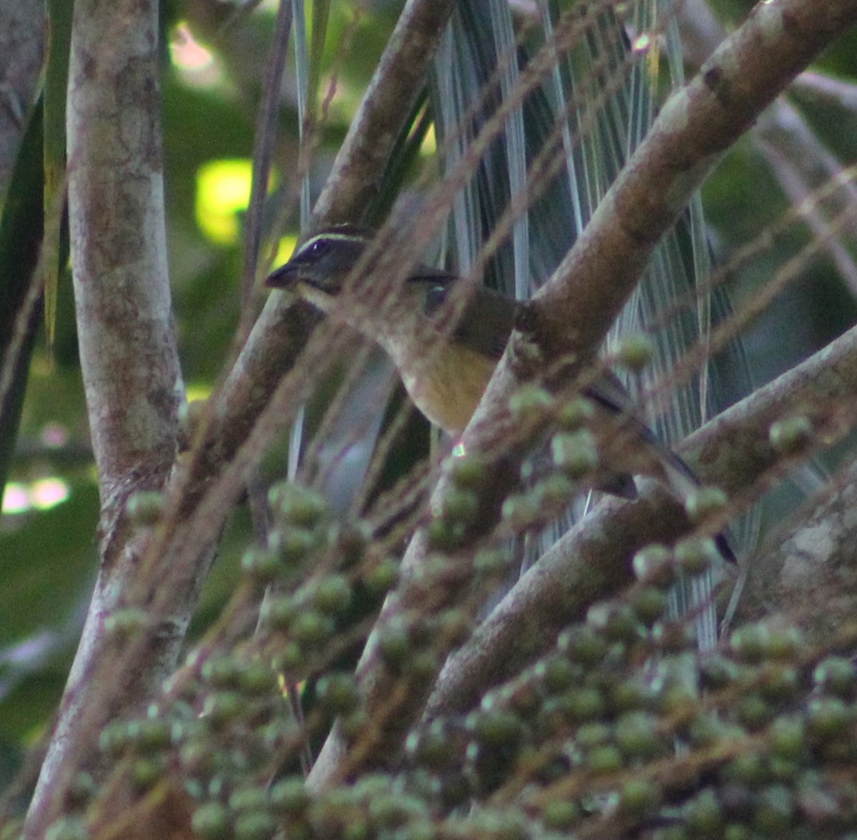 Green-winged Saltator - Pedro Behne