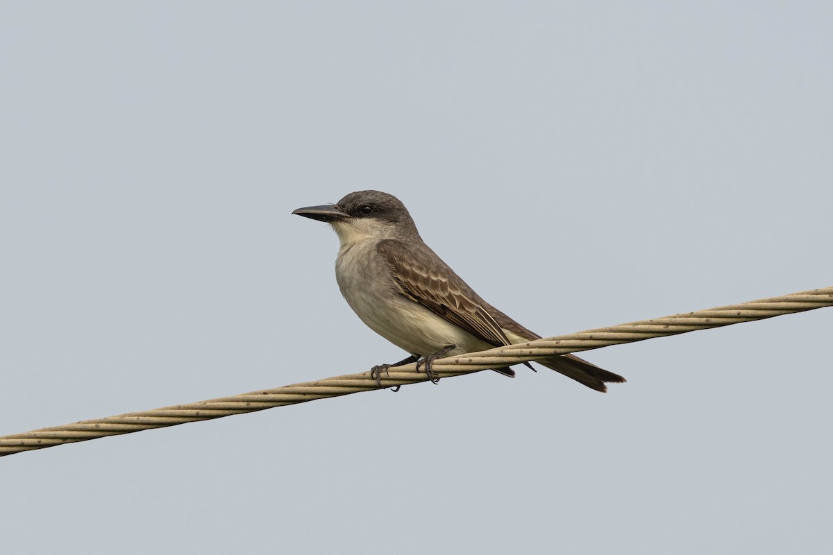 Gray Kingbird - Jack Rogers