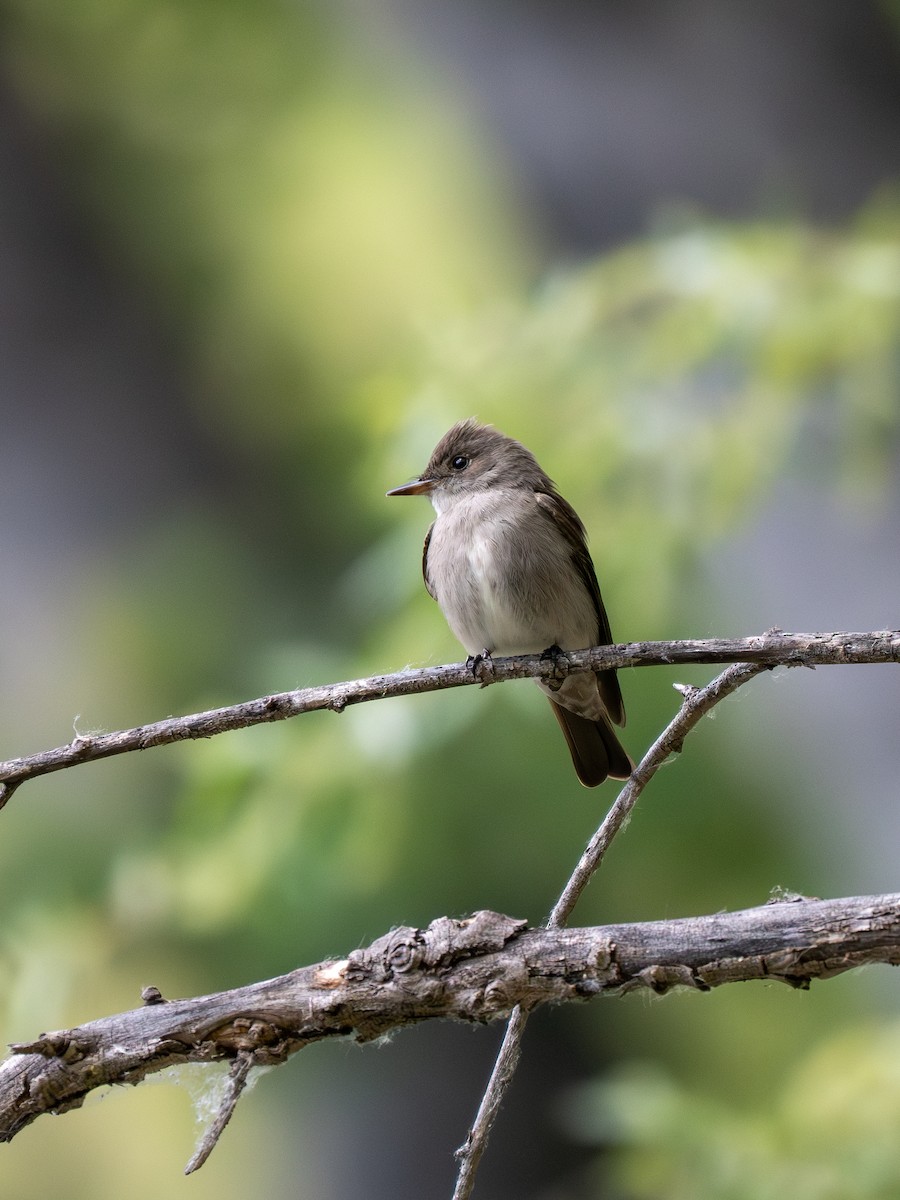 Western Wood-Pewee - Ken Ferguson