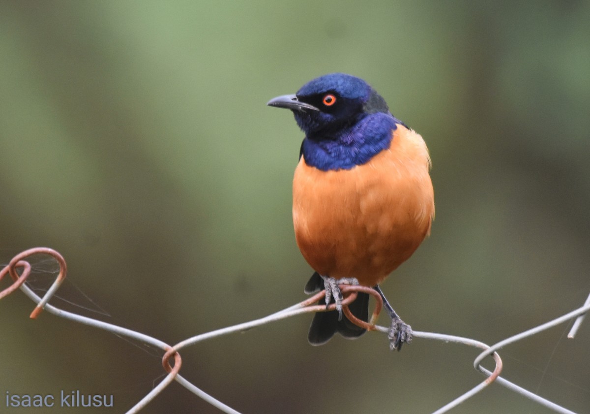 Hildebrandt's Starling - ML618773701