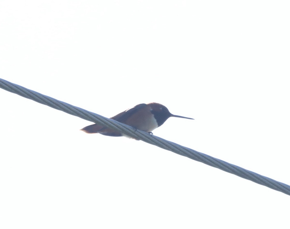 Rufous Hummingbird - ML618773702