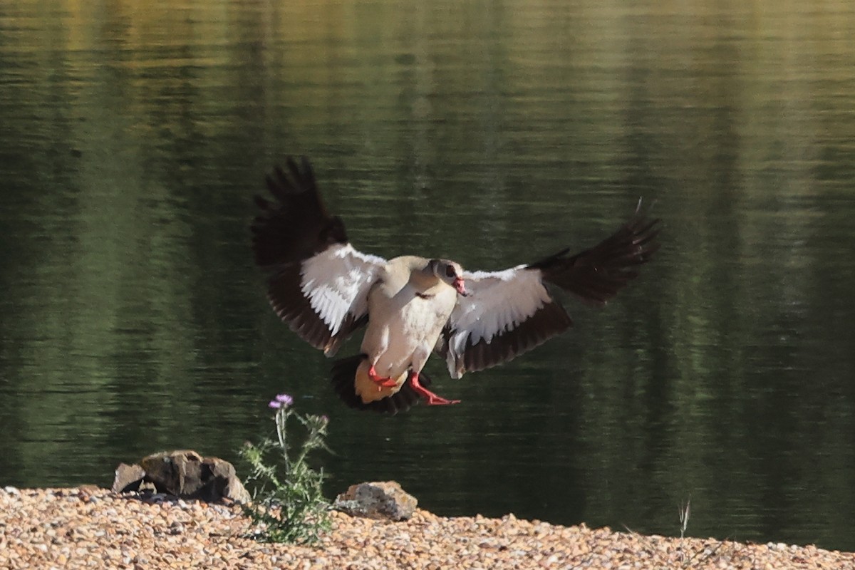 Egyptian Goose - ML618773714