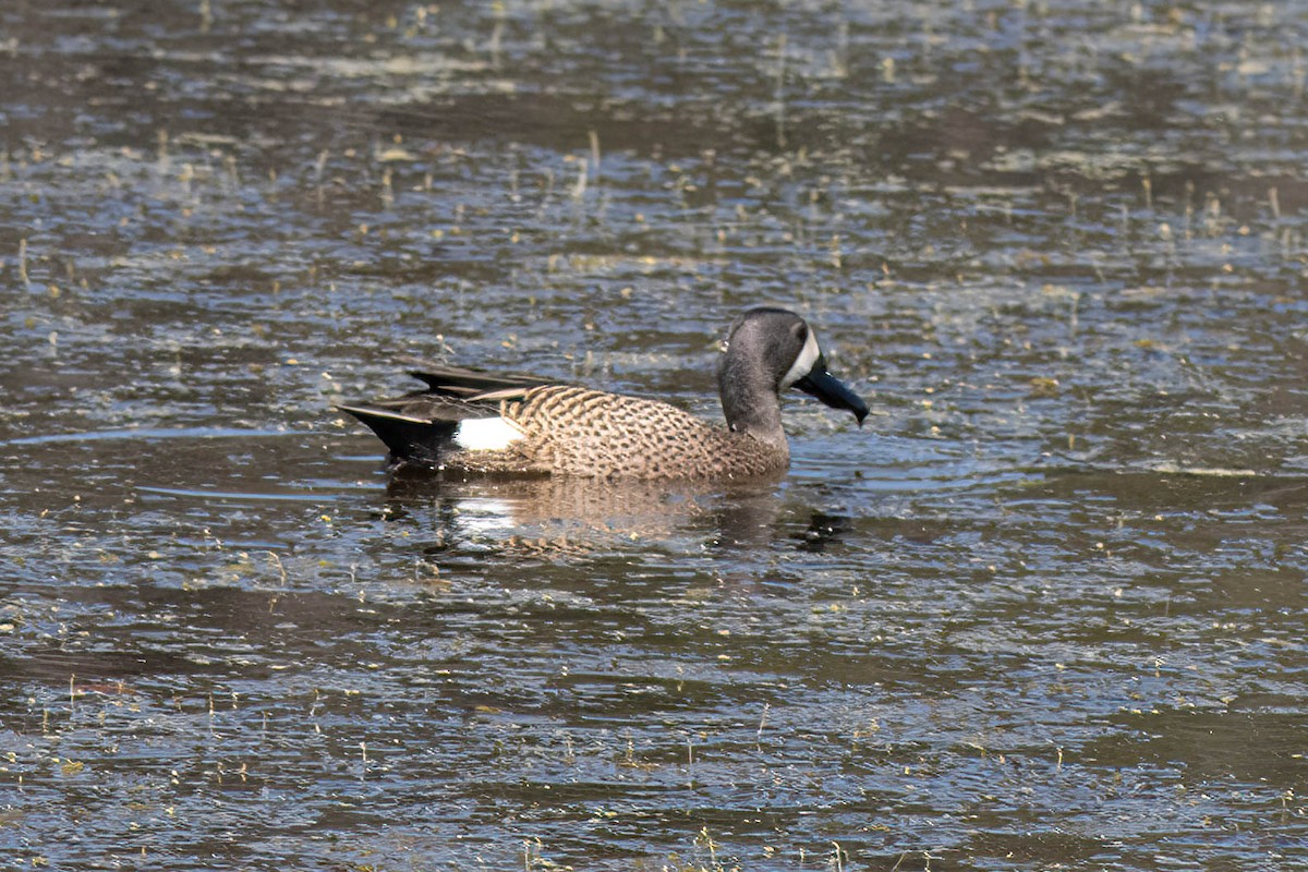 Blue-winged Teal - Ed Vigezzi