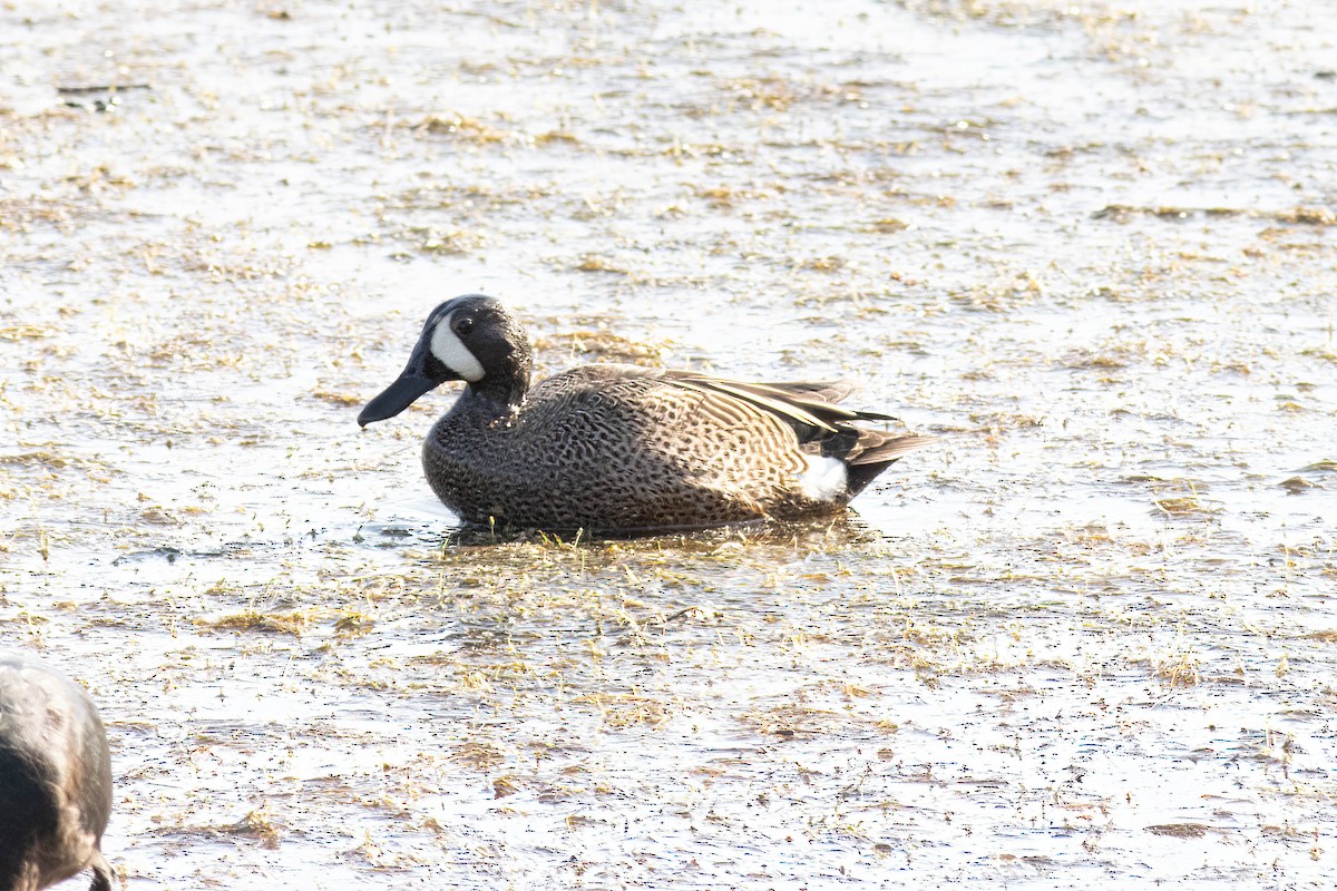 Blue-winged Teal - Ed Vigezzi