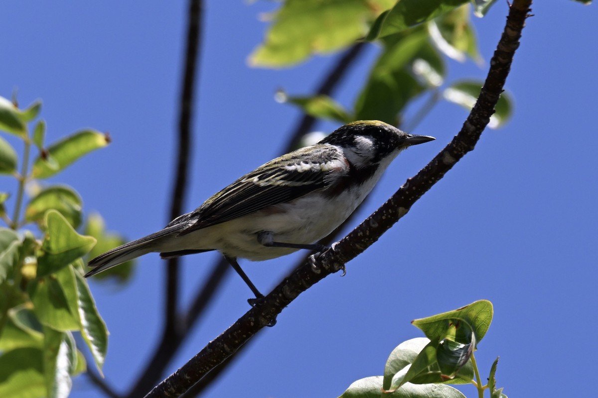 Chestnut-sided Warbler - Simon Artuch