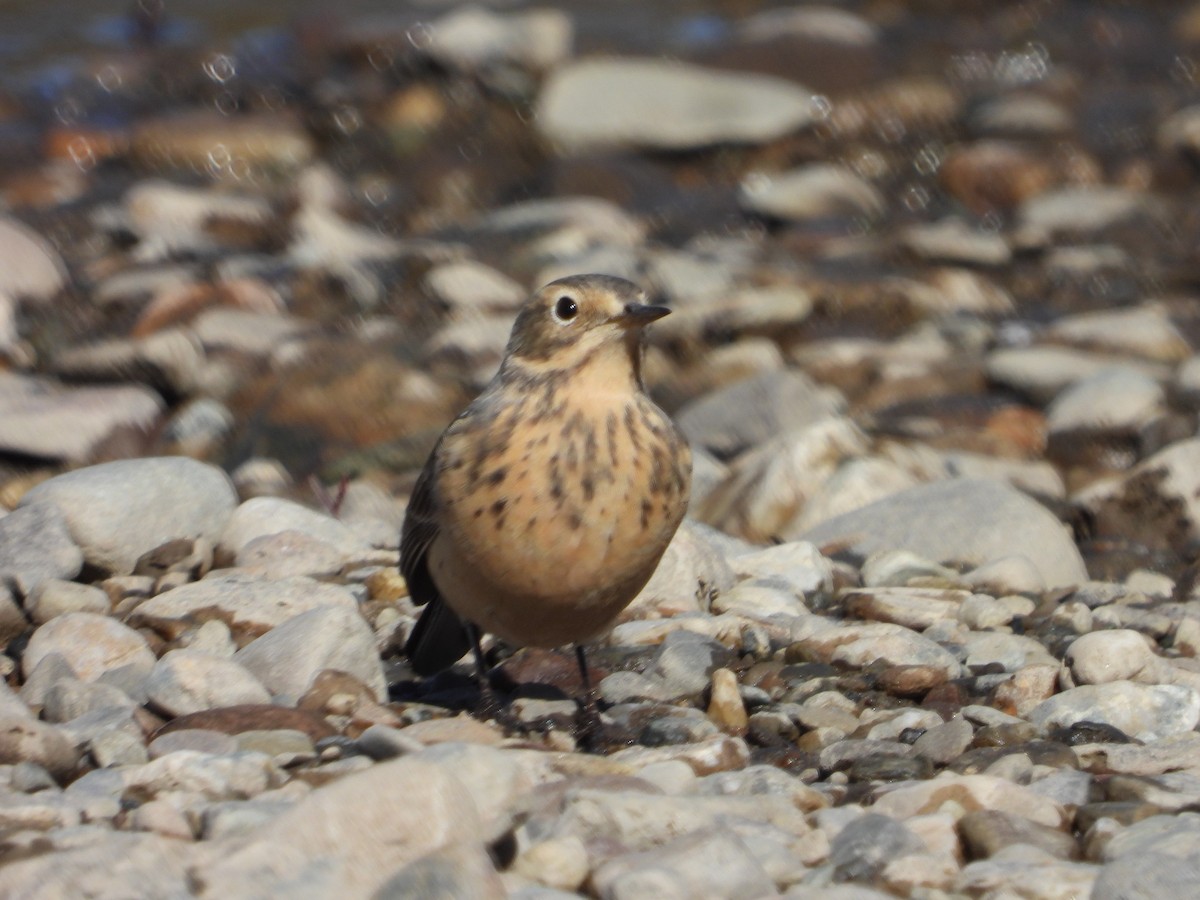 American Pipit - Chantal Côté