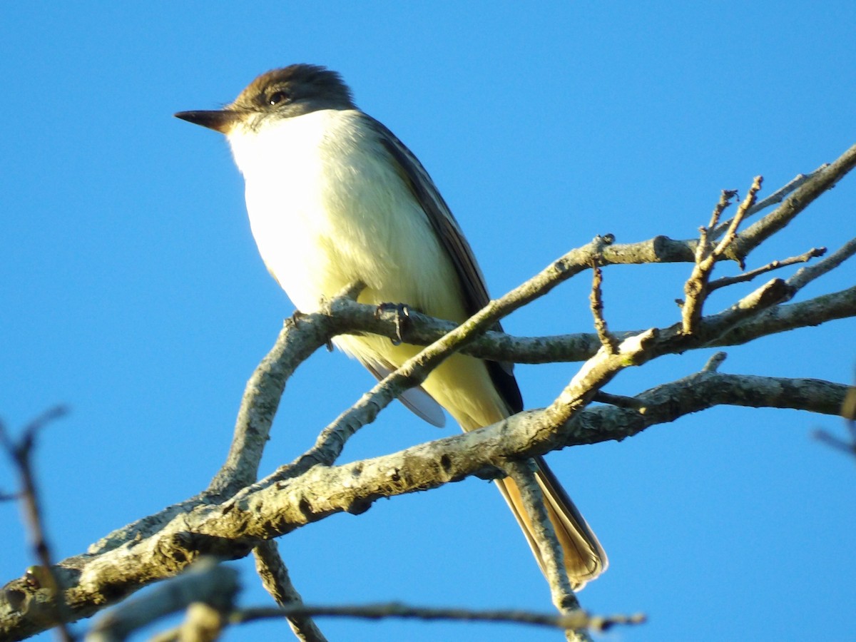 Ash-throated Flycatcher - Jerhemy Lonzo