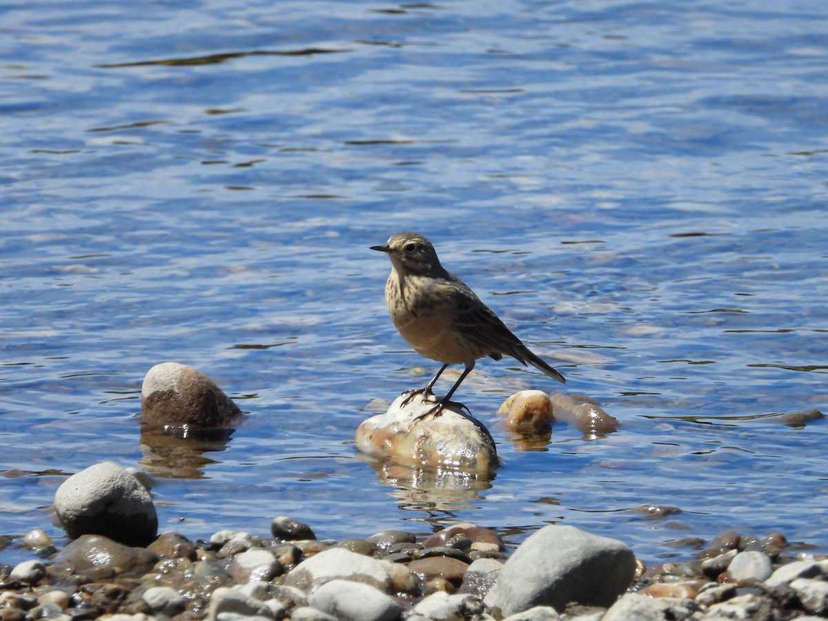 American Pipit - Chantal Côté