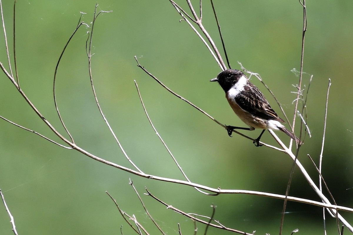 European Stonechat - Anonymous