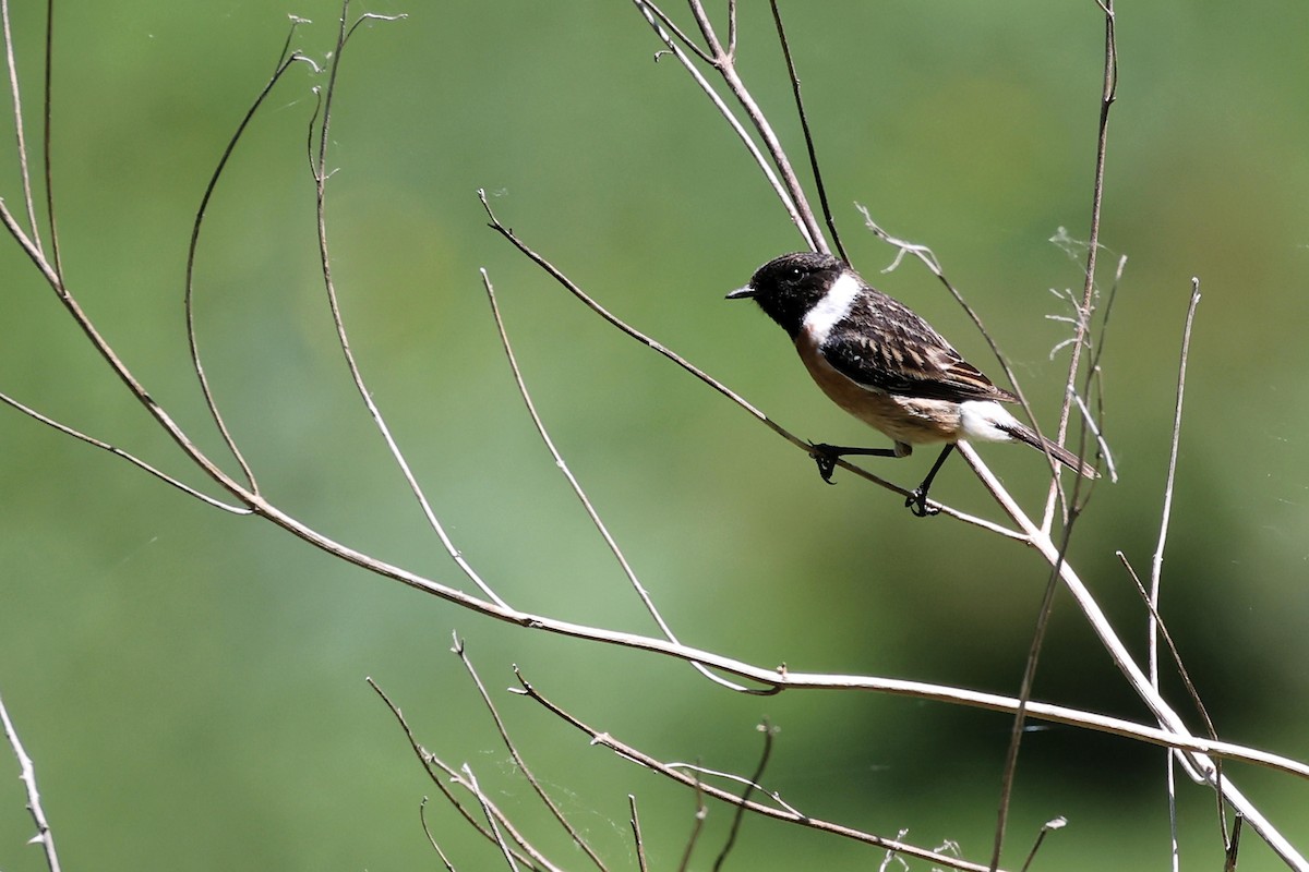 European Stonechat - Anonymous