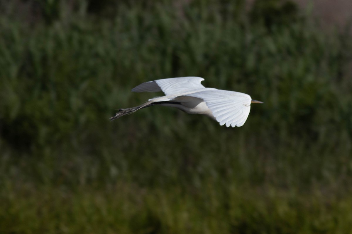 Great Egret - Ed Vigezzi