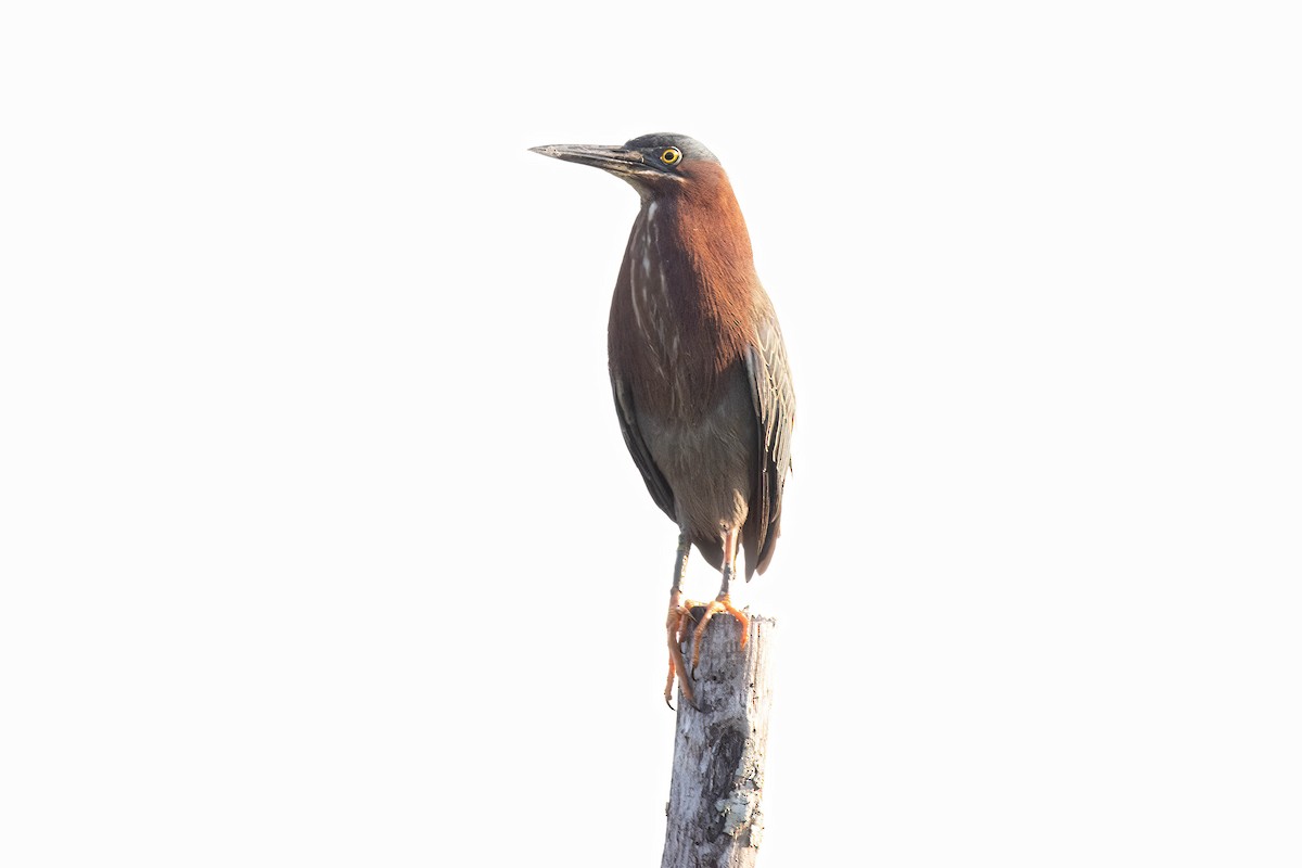 Green Heron - Ed Vigezzi