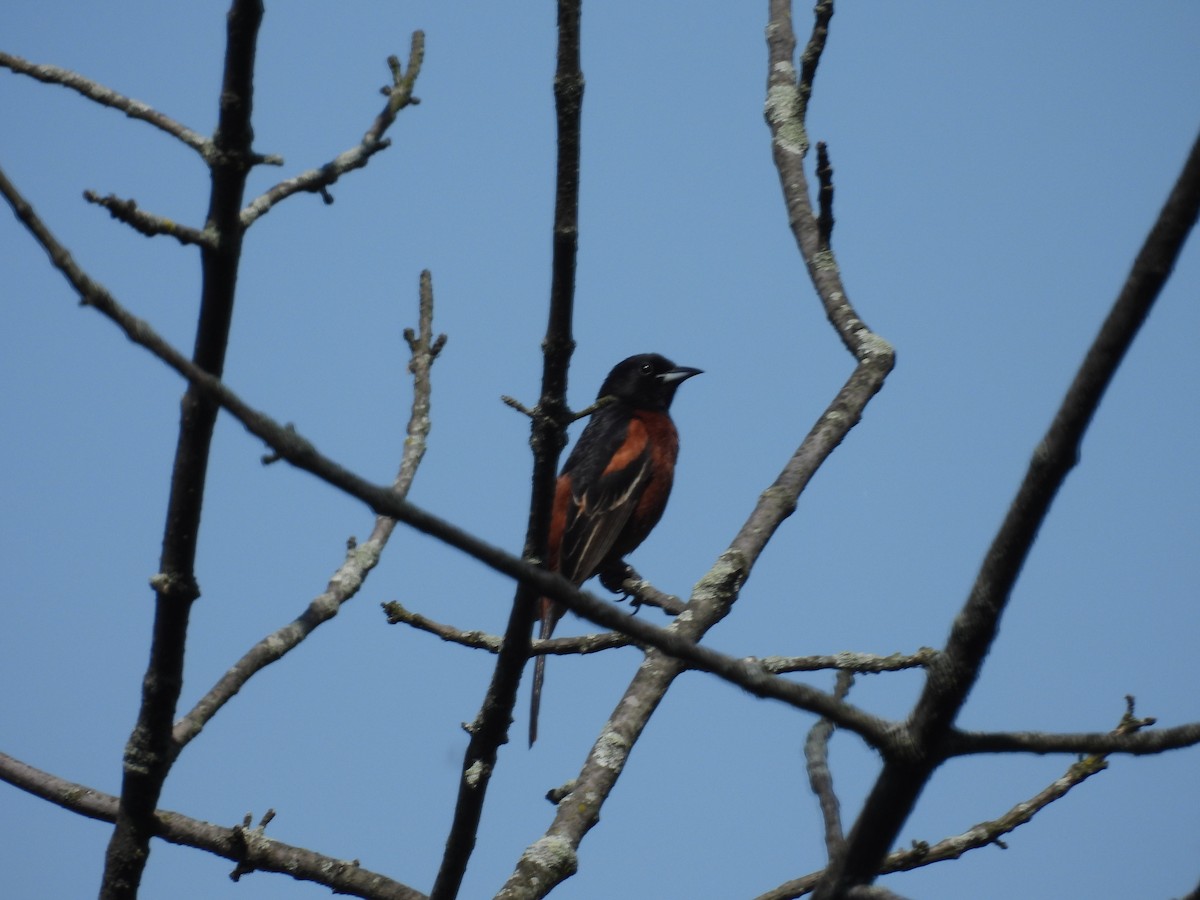 Orchard Oriole - Rich Ziegler