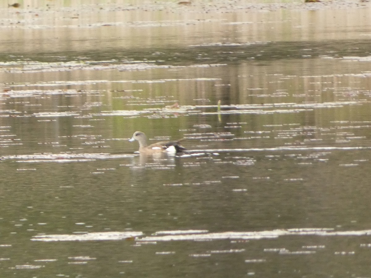 American Wigeon - Jeff DeRuyter