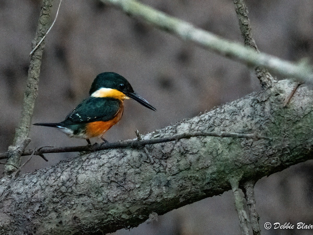 American Pygmy Kingfisher - Debbie Blair