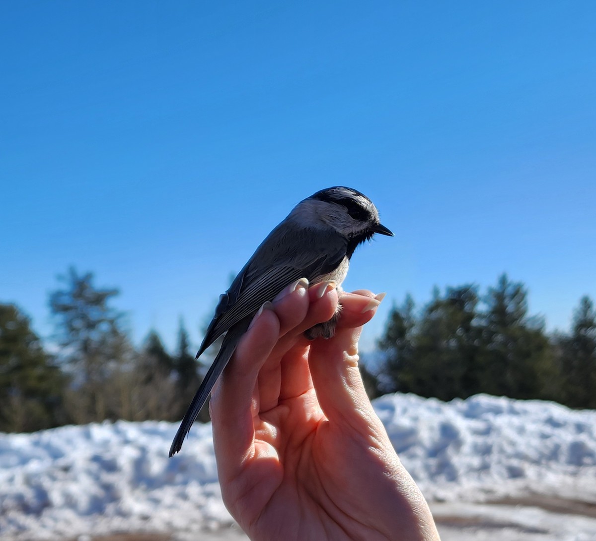 Mountain Chickadee - Nancy Cox