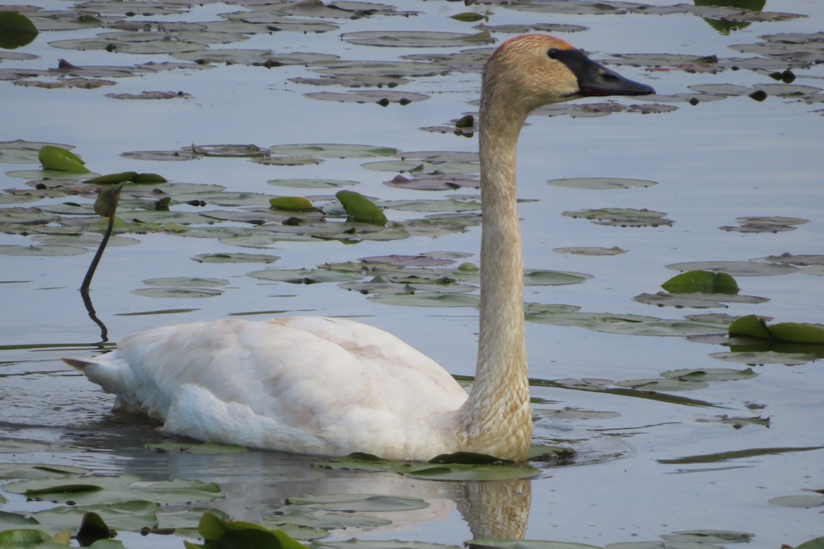 Trumpeter Swan - Dan Wiessner