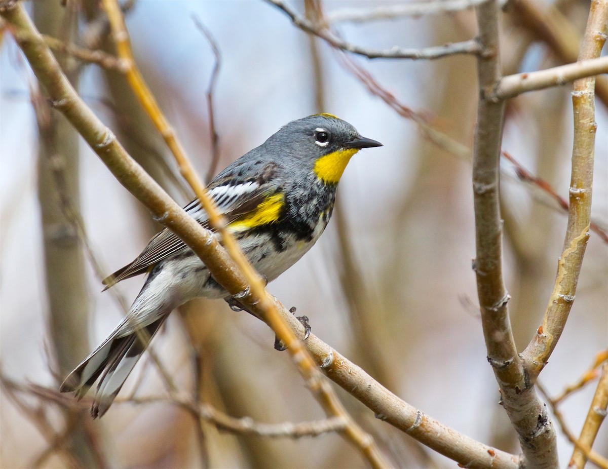 Yellow-rumped Warbler (Audubon's) - Ed Harper