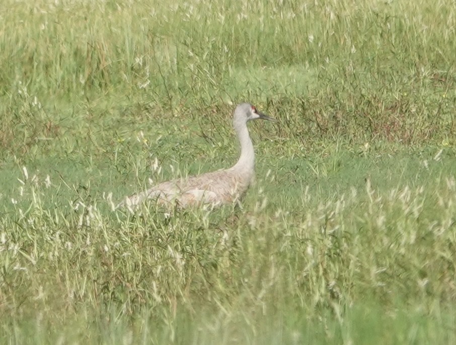 Sandhill Crane - Howard Laidlaw