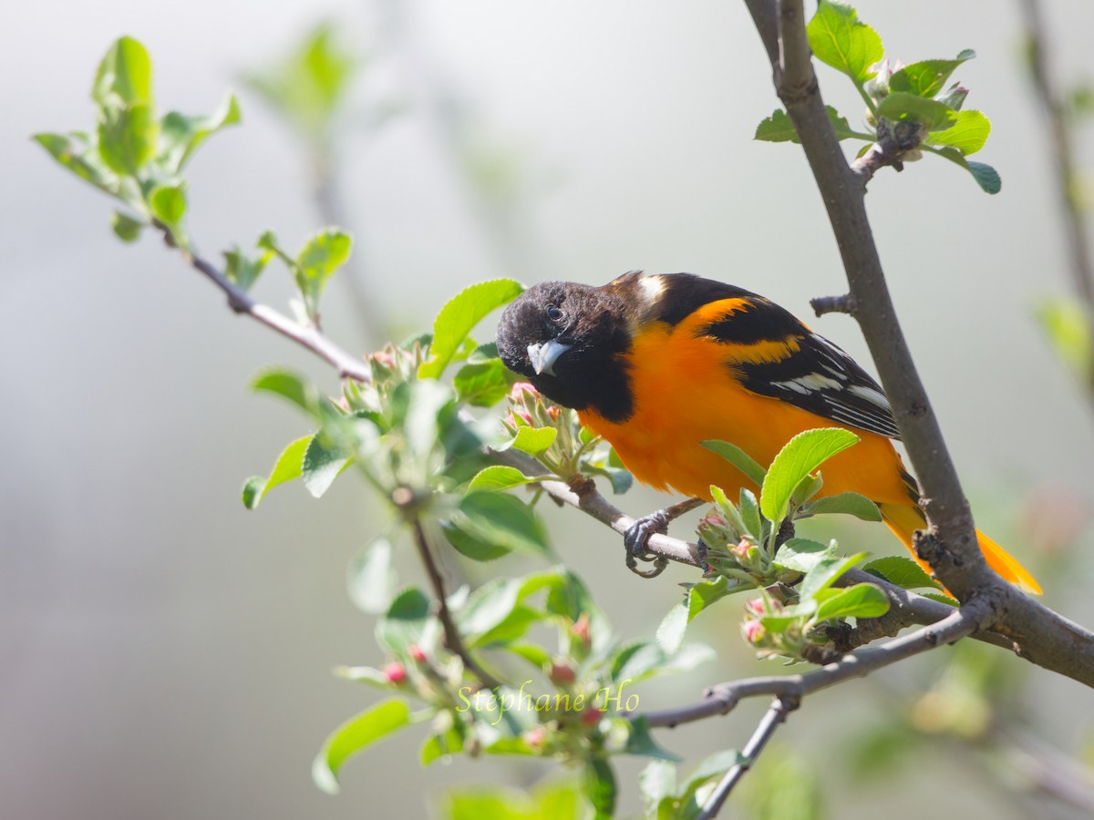 Baltimore Oriole - Stéphane Ho