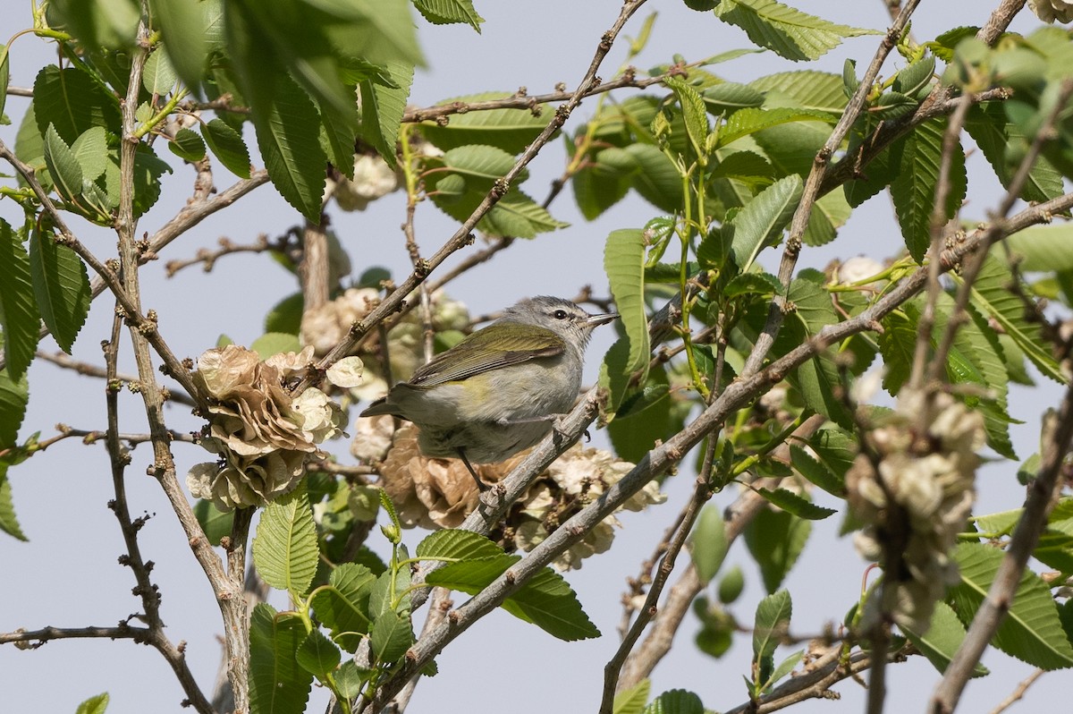 Tennessee Warbler - T. Jay Adams