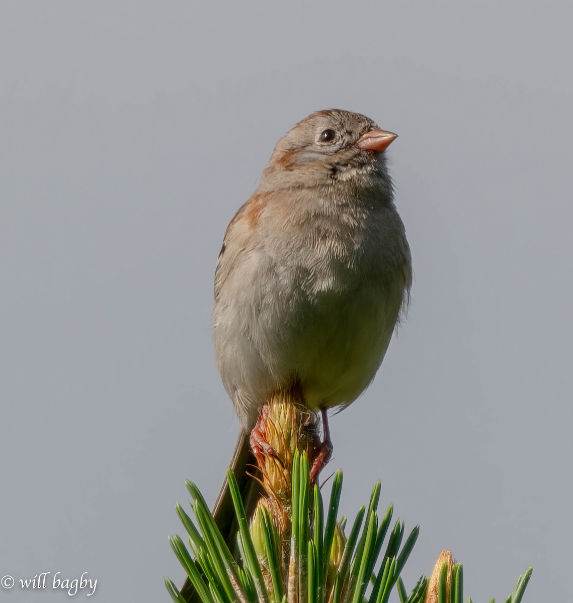 Field Sparrow - ML618773899