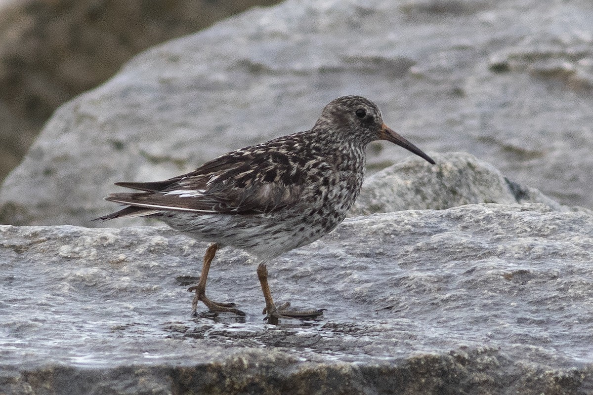 Purple Sandpiper - Martin Wall