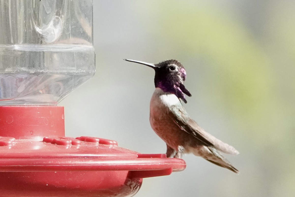 Costa's Hummingbird - ML618773902