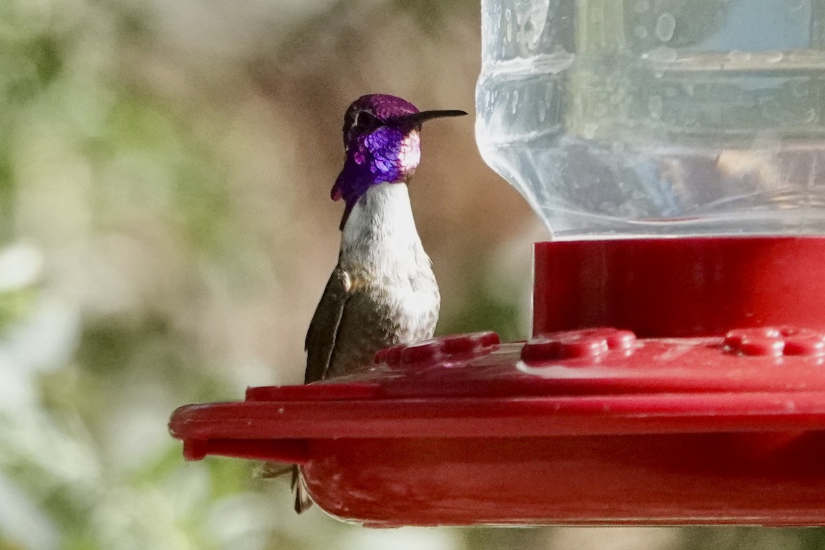 Costa's Hummingbird - ML618773903