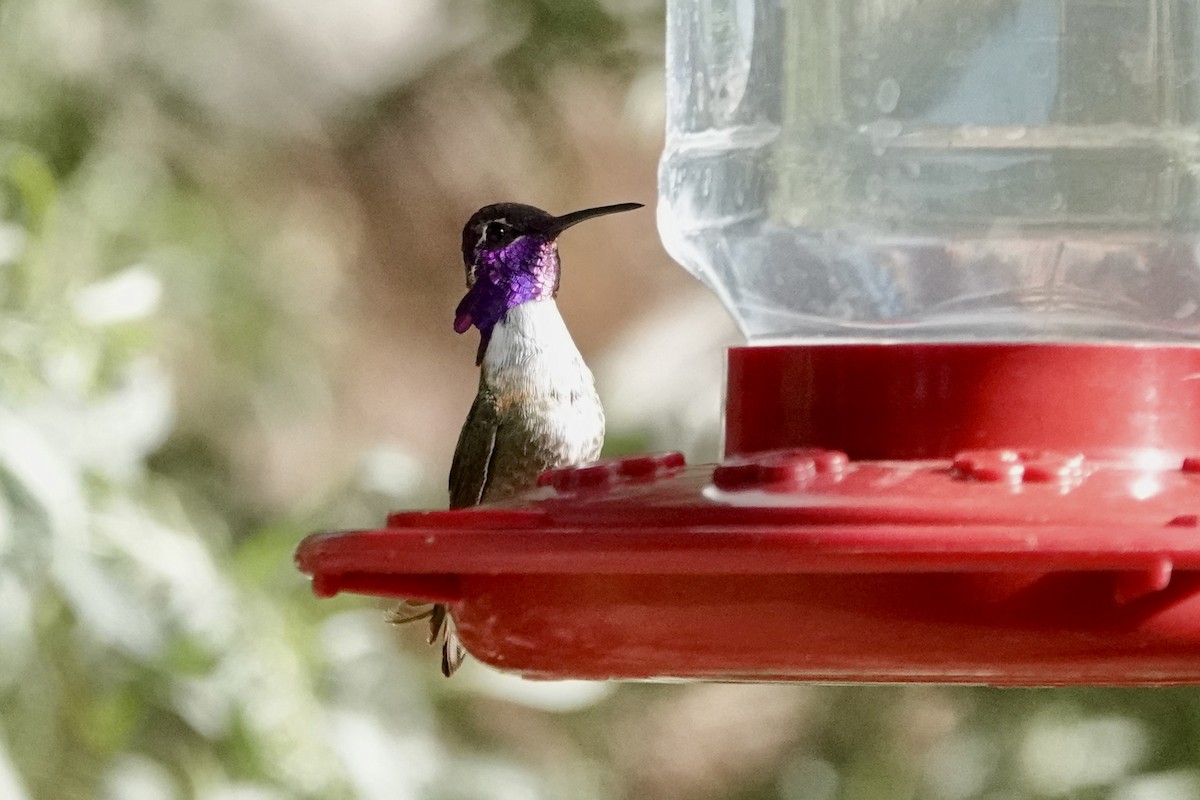 Costa's Hummingbird - ML618773904