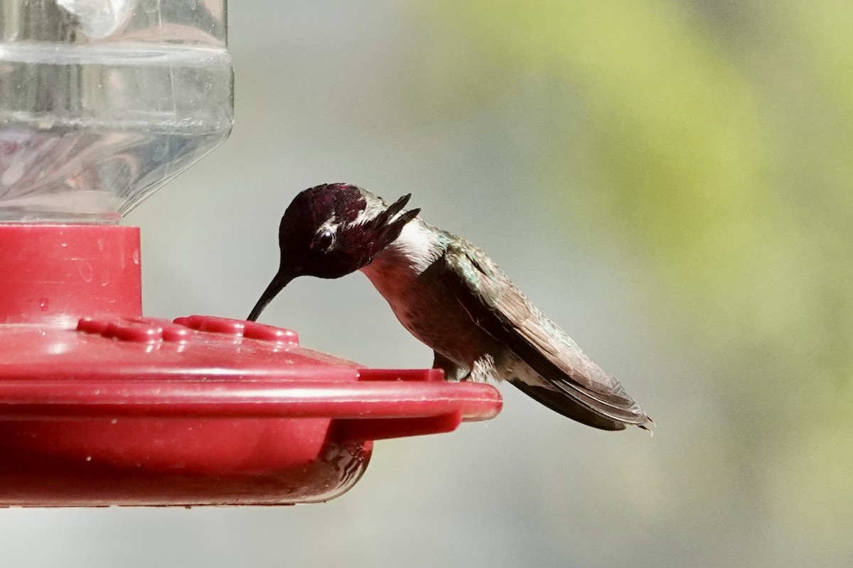 Costa's Hummingbird - ML618773905