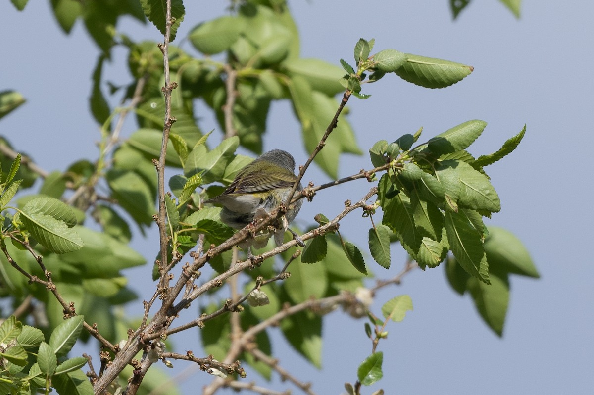 Tennessee Warbler - T. Jay Adams